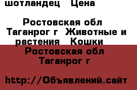 шотландец › Цена ­ 2 000 - Ростовская обл., Таганрог г. Животные и растения » Кошки   . Ростовская обл.,Таганрог г.